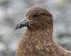 H5 bird flu reaches Australia, completing spread across all continents
