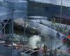 Iceland resumes whale hunt despite global outrage, activists condemn cruel slaughter for unwanted meat