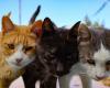 Cat meat trade thrives in Indochina as superstition keeps brutal underground market alive