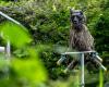 Bear fear grips Japan as authorities deploy cameras and sweet bait after deadly attacks