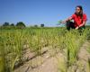 No rice, no life: Italian farmers fear another devastating drought as heatwave dries up paddies