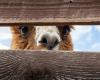 Alpacas, mini pigs and zebras set loose after floods hit China zoo