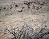 At least 12 dead after wildfire tears through southern Spain amid heatwave