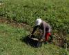 Tractor sits idle, oxen pull plough as Cuba’s energy crunch cripples small farms
