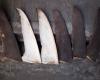 Illegal shark fins flood Senegal port as Chinese vessels flout bans, conservationists alarmed