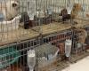 All paws accounted for: 25 cats rescued from Japan mall gutted by quake-triggered explosion