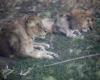 Suspected heatstroke kills three lions at Japan zoo