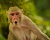 One monkey, 18 human victims: Sumatra finally catches attacker after two-week rampage forced island-wide school shutdown
