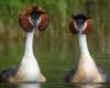 Australia to vaccinate birds against H5 avian influenza