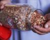 ‘Ray of hope’: Gaza seed bank rebuilds stocks destroyed by war in bid to revive farming