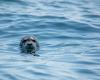 Australia confirms first H5 bird flu case in mammal after fur seal tests positive