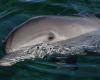 Bird flu jumps to dolphin and fox in Australia, officials say low risk to humans