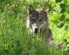 Trump pushes to strip endangered species protections from wolves, again