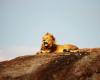 Ten lions found dead in suspected poisoning at Tanzania’s Unesco-listed wildlife reserve