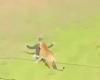 Police: Man dies after tiger attack at UK zoo