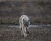 Wolf attack at German wildlife park leaves eight-year-old girl seriously injured