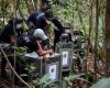 Orangutan mothers and babies return to wild after dramatic rescue from Indonesian forest fires